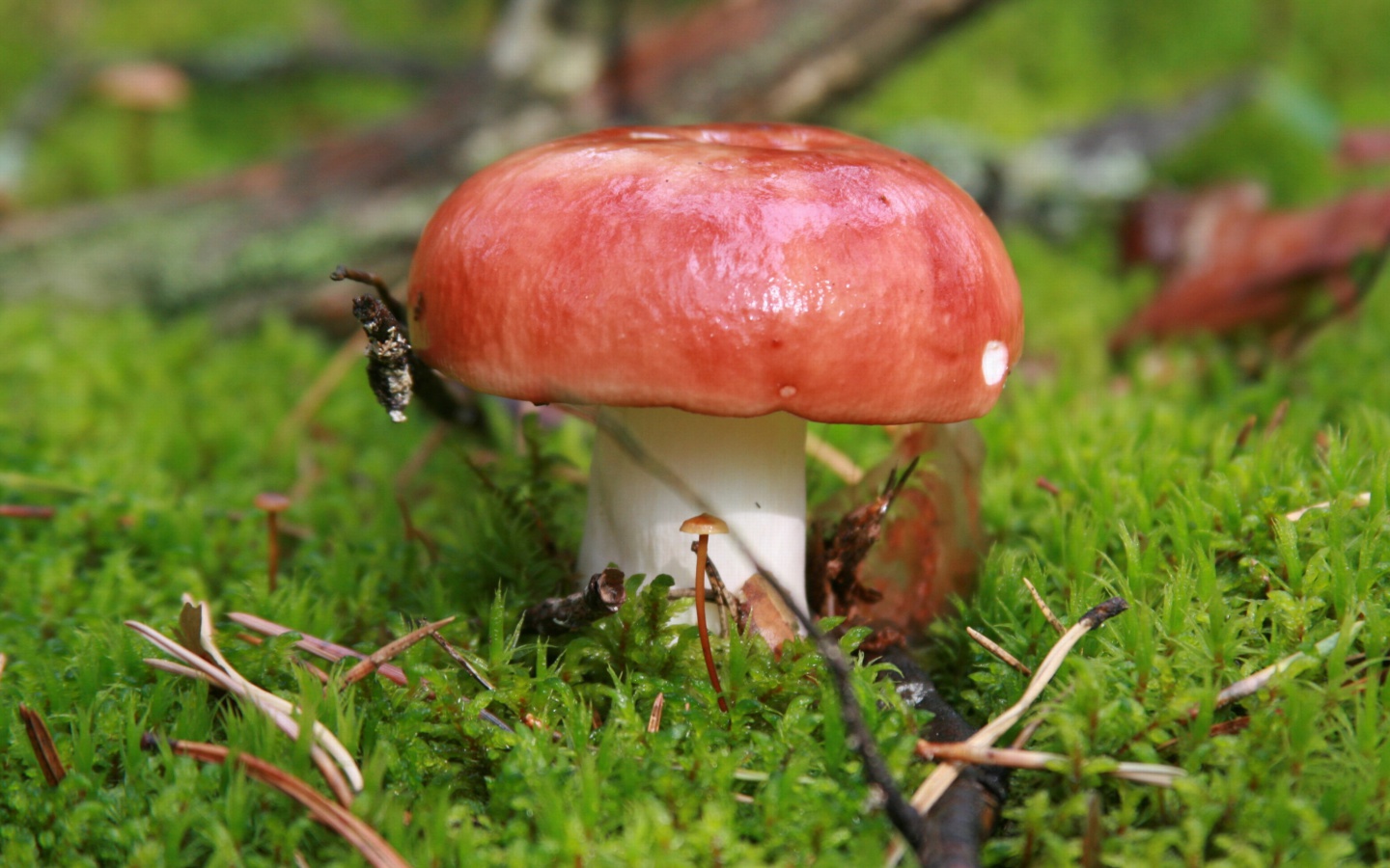 Sfondi Mushroom Russule 1440x900