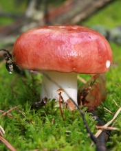 Обои Mushroom Russule 176x220