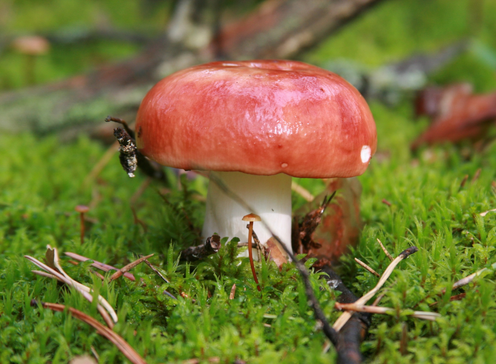 Обои Mushroom Russule 1920x1408