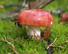 Mushroom Russule screenshot #1 220x176