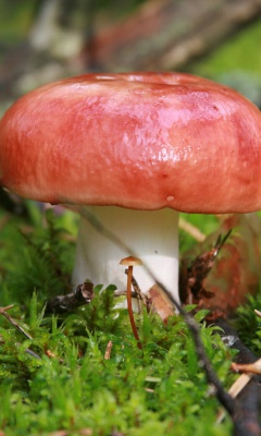 Fondo de pantalla Mushroom Russule 240x400
