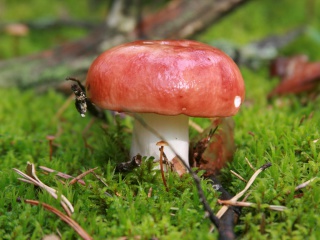 Sfondi Mushroom Russule 320x240