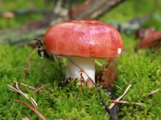 Das Mushroom Russule Wallpaper 320x240