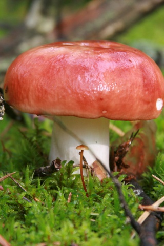 Sfondi Mushroom Russule 320x480