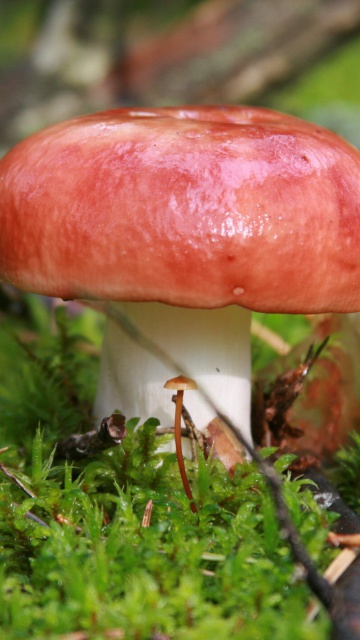 Das Mushroom Russule Wallpaper 360x640