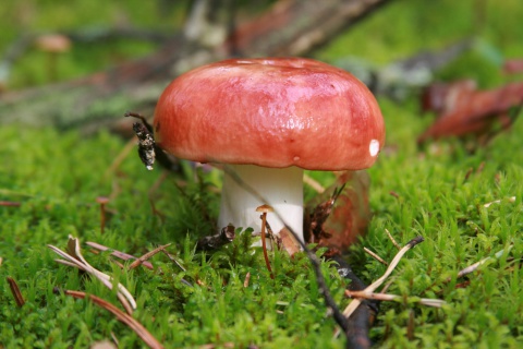 Обои Mushroom Russule 480x320