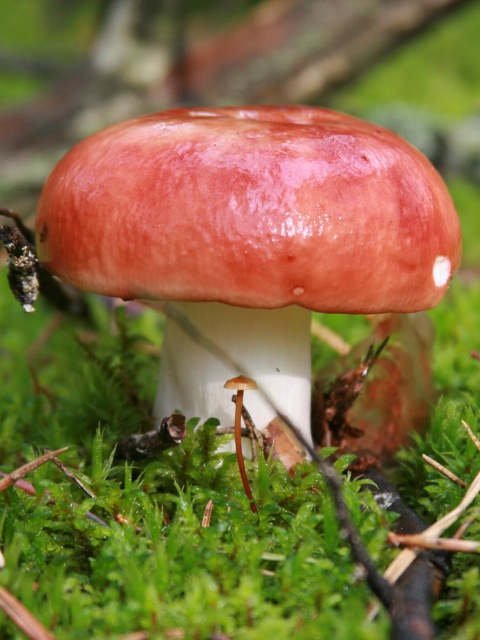 Обои Mushroom Russule 480x640