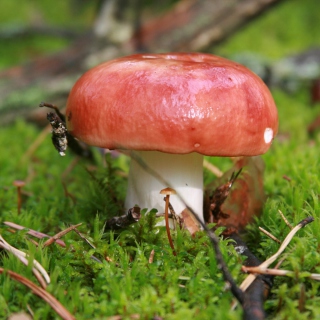 Free Mushroom Russule Picture for iPad 3