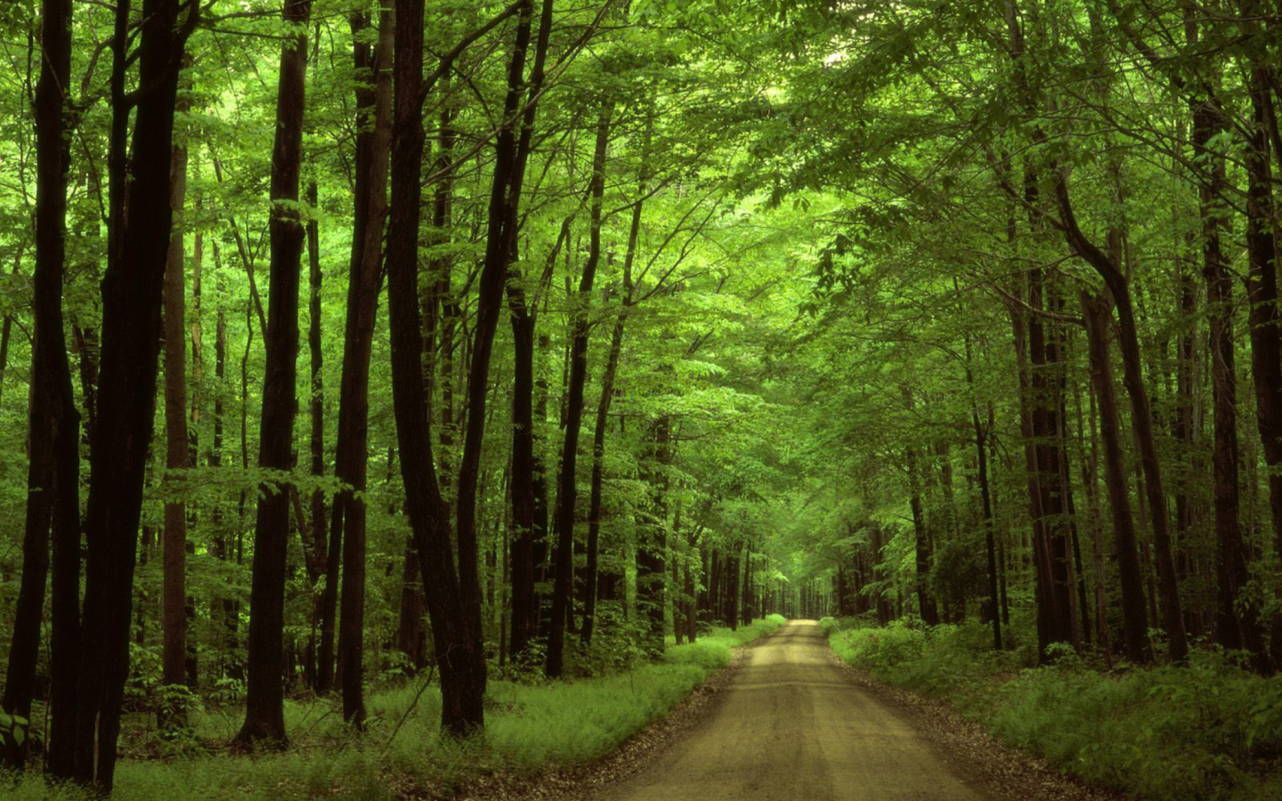 Fondo de pantalla Allegheny National Forest 1440x900