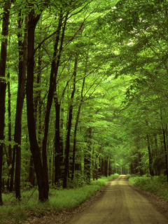 Allegheny National Forest wallpaper 240x320