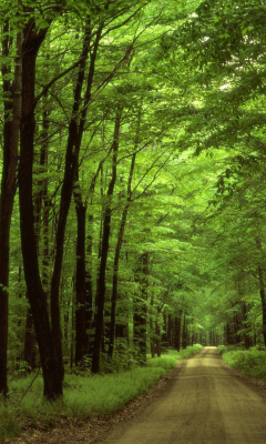 Das Allegheny National Forest Wallpaper 240x400