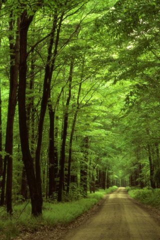 Fondo de pantalla Allegheny National Forest 320x480