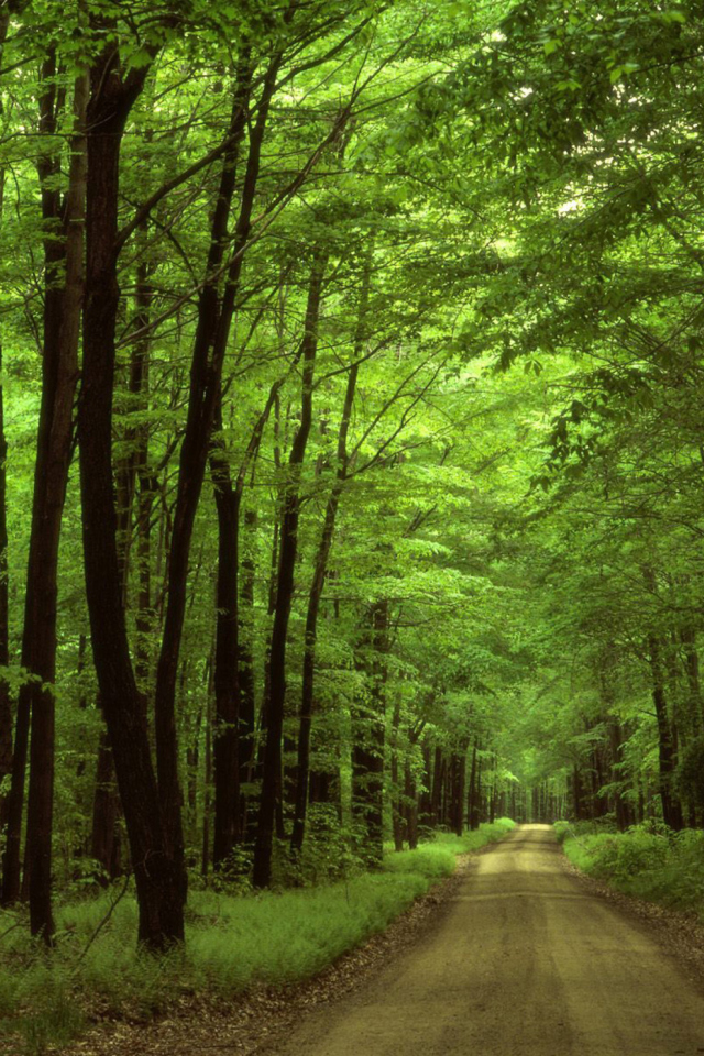 Fondo de pantalla Allegheny National Forest 640x960