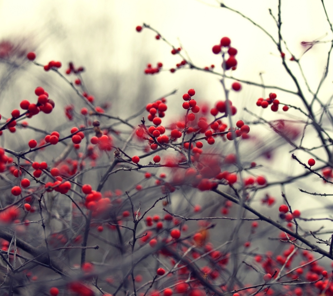 Small Red Berries wallpaper 1080x960
