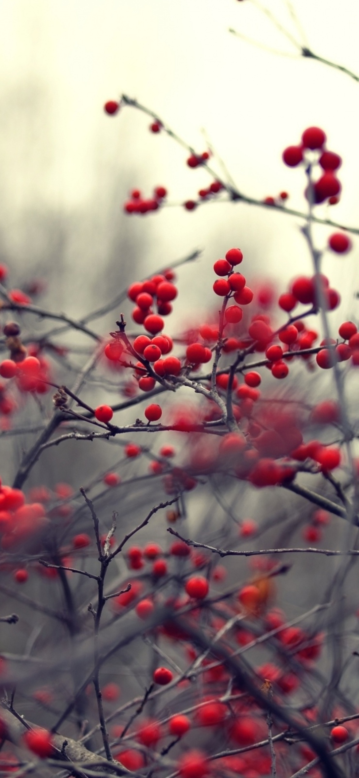 Обои Small Red Berries 1170x2532