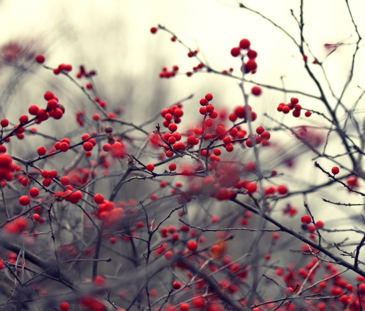 Small Red Berries wallpaper 1200x1024
