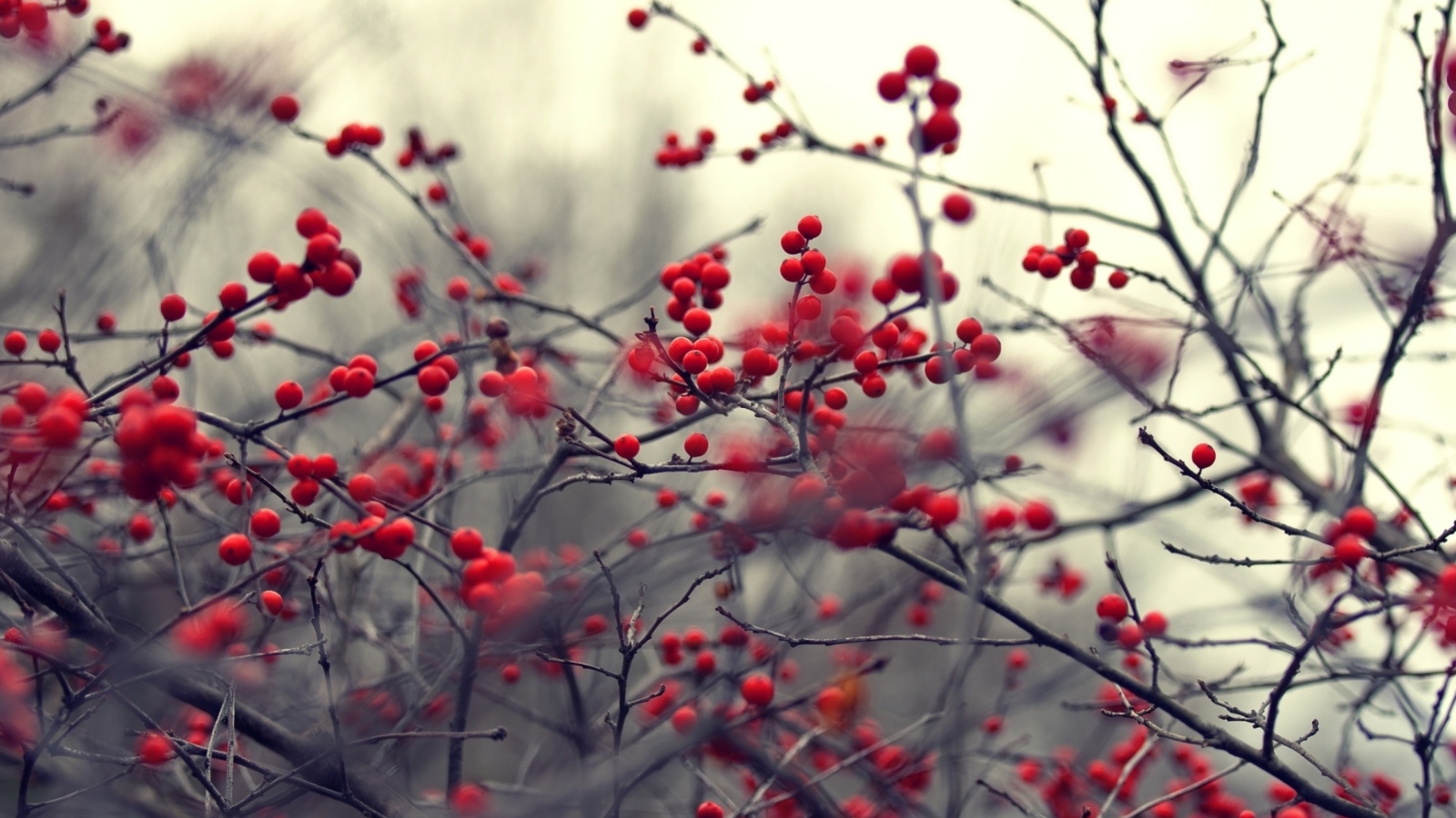 Small Red Berries wallpaper 1600x900