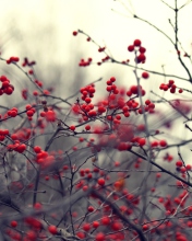 Das Small Red Berries Wallpaper 176x220