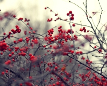Small Red Berries wallpaper 220x176