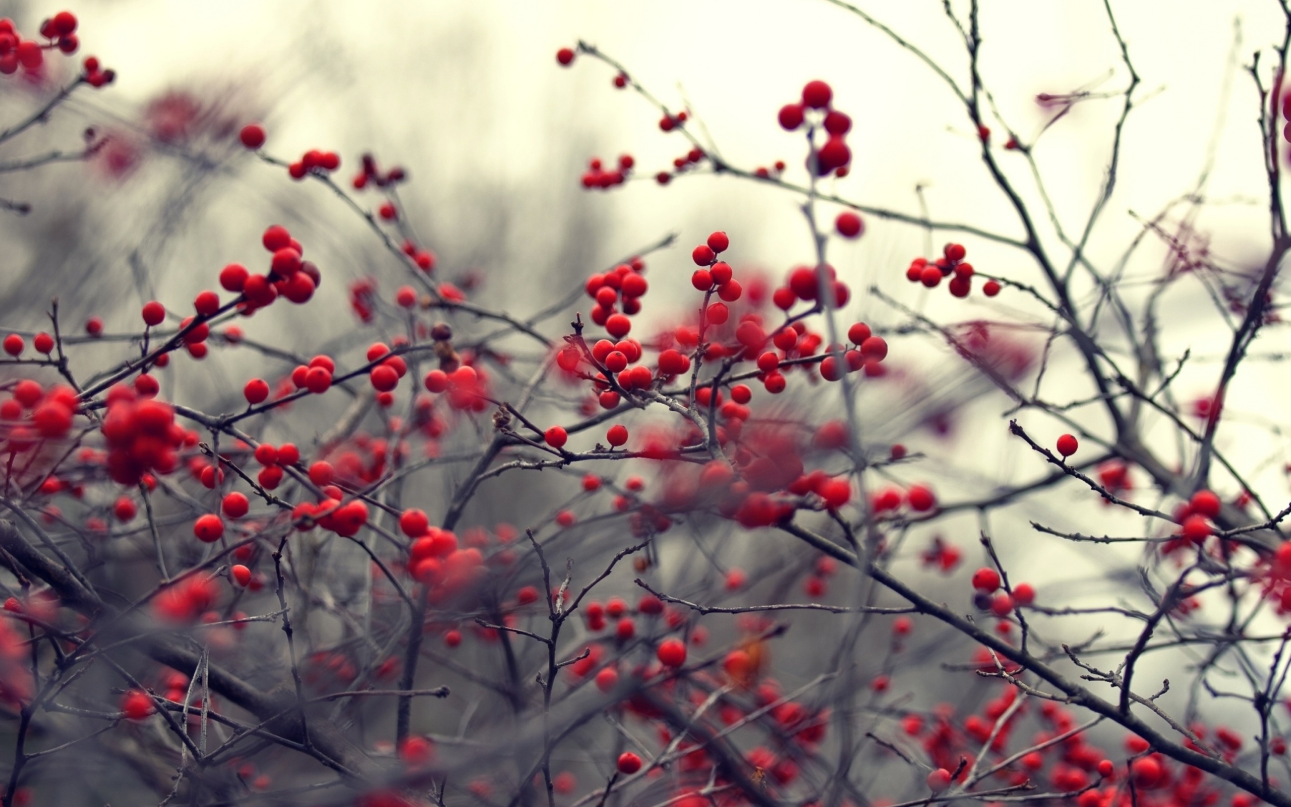 Small Red Berries wallpaper 2560x1600