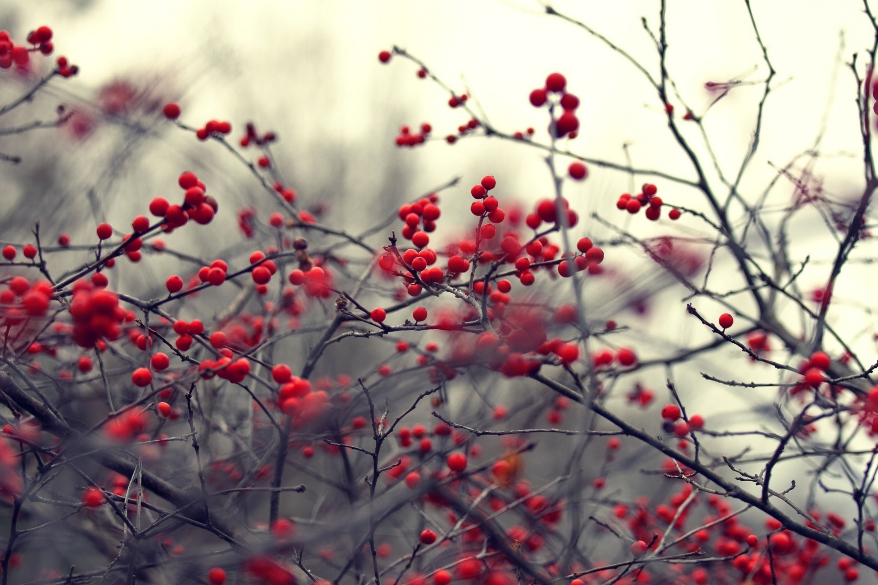 Small Red Berries wallpaper 2880x1920