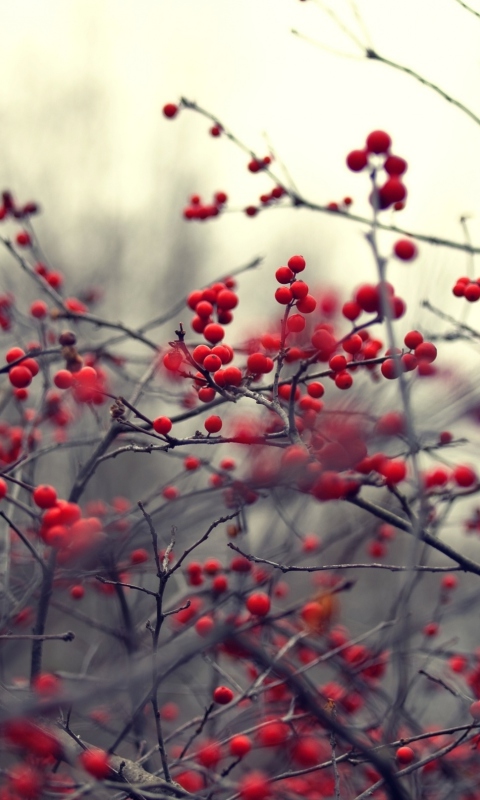 Small Red Berries wallpaper 480x800