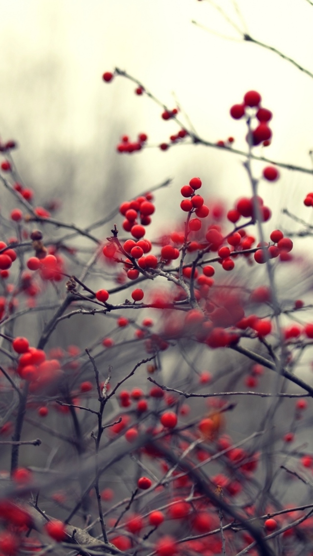 Small Red Berries wallpaper 640x1136