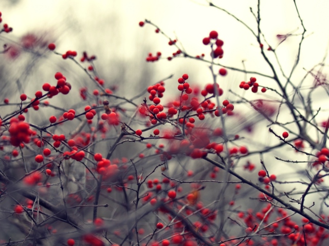 Small Red Berries wallpaper 640x480