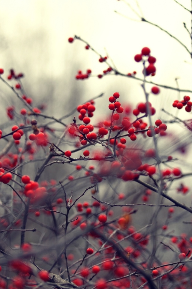 Small Red Berries wallpaper 640x960