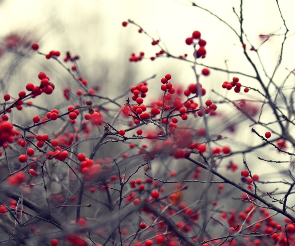 Das Small Red Berries Wallpaper 960x800