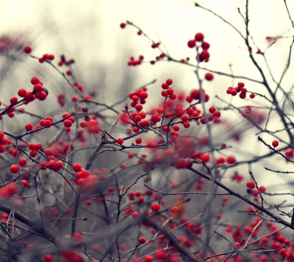 Small Red Berries wallpaper 960x854