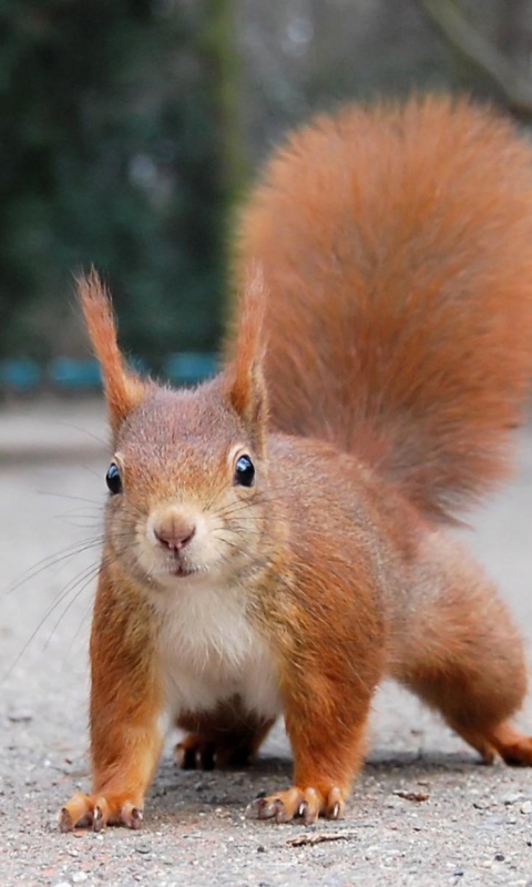 Screenshot №1 pro téma Squirrel Close Up 480x800