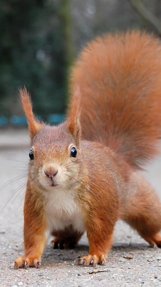 Squirrel Close Up wallpaper 640x1136