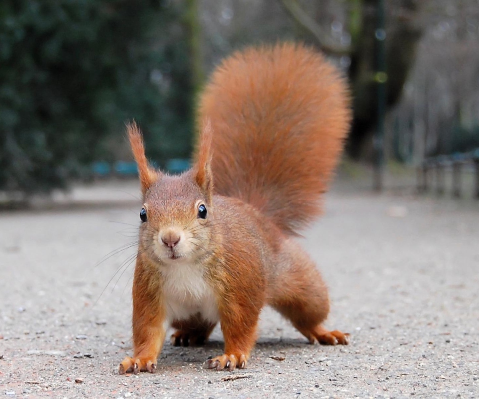 Обои Squirrel Close Up 960x800