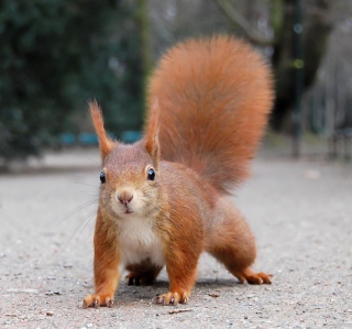 Squirrel Close Up - Obrázkek zdarma pro 128x128