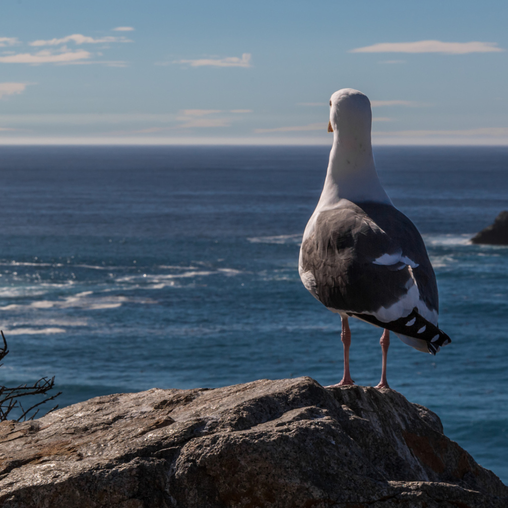 Обои Seagull Staring At Sea 1024x1024