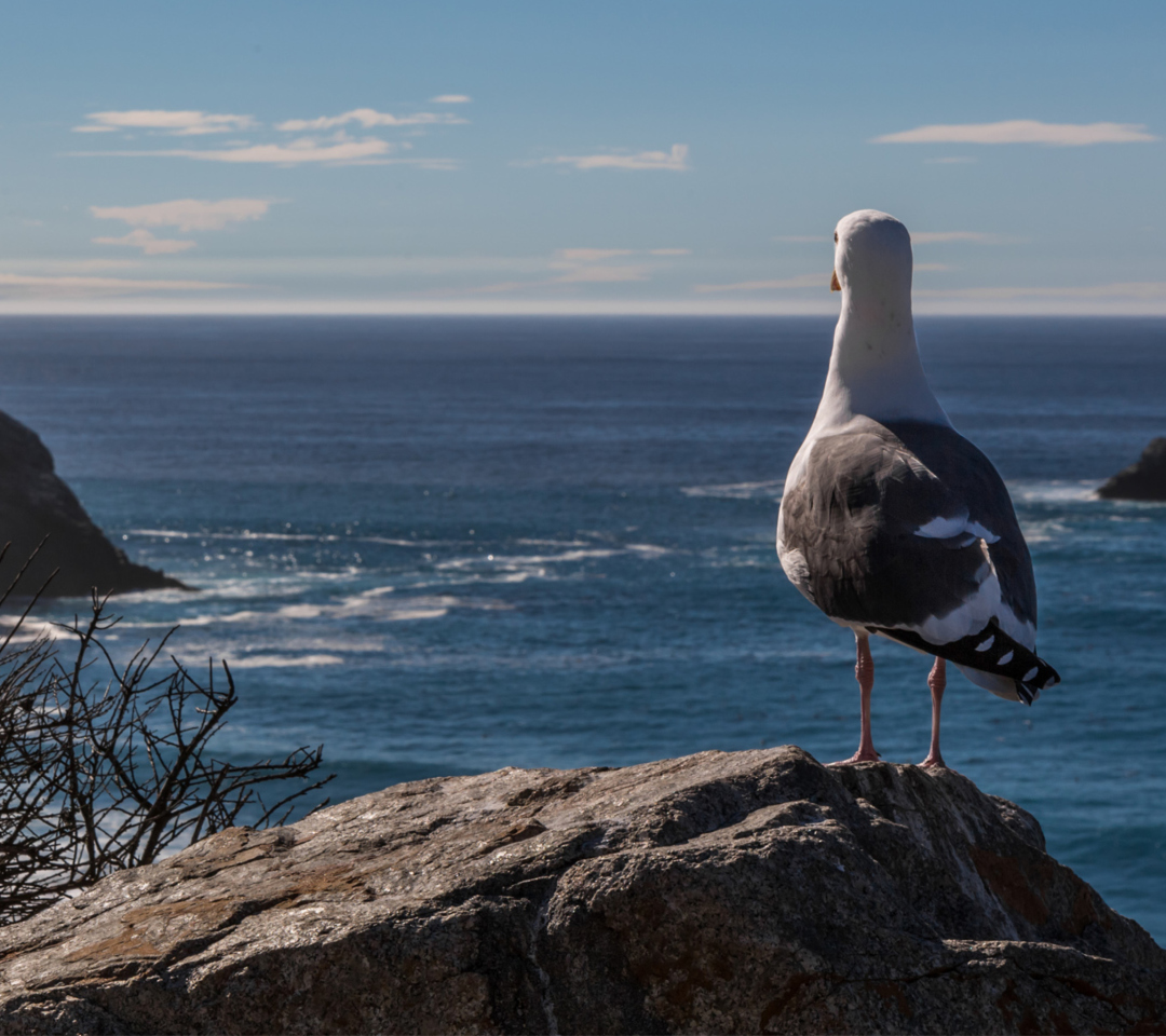 Seagull Staring At Sea wallpaper 1080x960