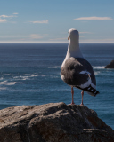 Seagull Staring At Sea wallpaper 128x160