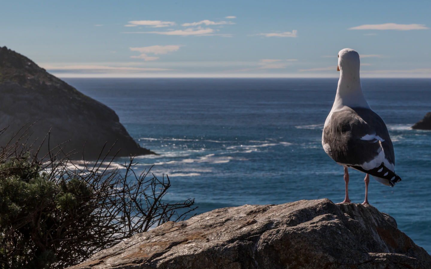Обои Seagull Staring At Sea 1440x900