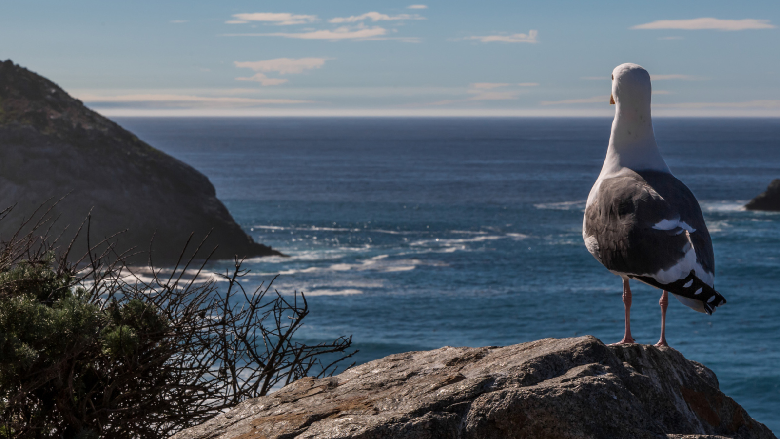 Обои Seagull Staring At Sea 1600x900