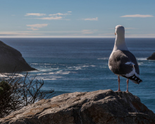 Das Seagull Staring At Sea Wallpaper 220x176