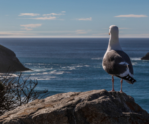 Seagull Staring At Sea wallpaper 480x400