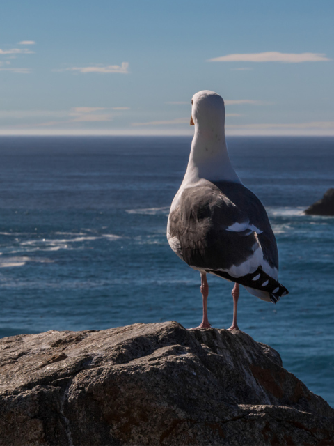 Обои Seagull Staring At Sea 480x640