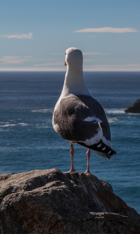 Обои Seagull Staring At Sea 480x800