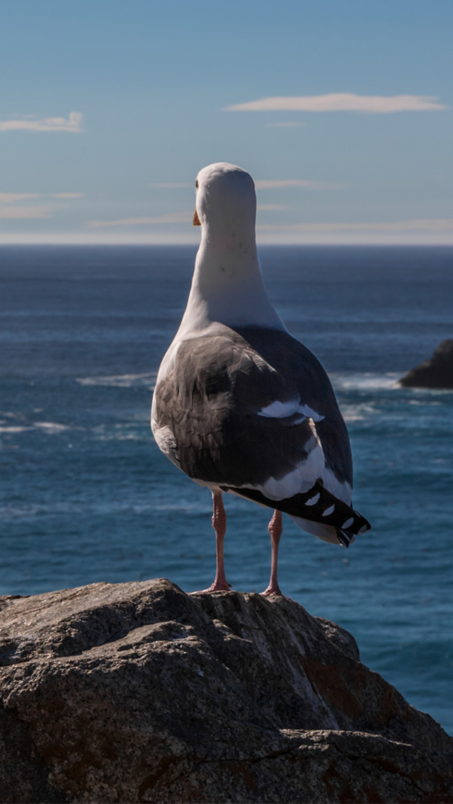 Seagull Staring At Sea wallpaper 640x1136