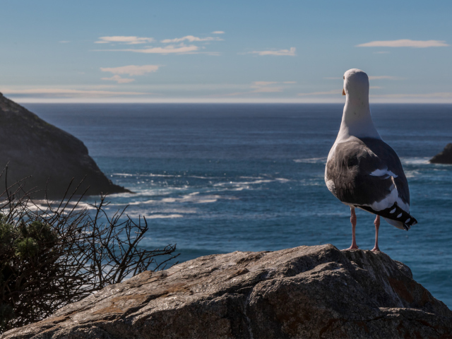 Das Seagull Staring At Sea Wallpaper 640x480