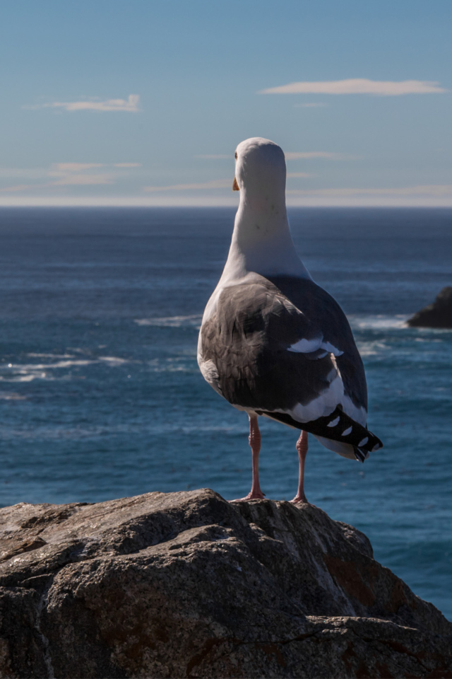 Seagull Staring At Sea screenshot #1 640x960