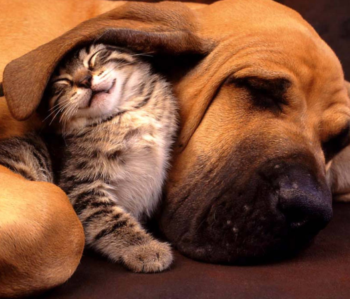 Обои Cat and Dog Are Te Best Friend 1200x1024