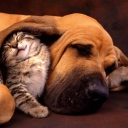Das Cat and Dog Are Te Best Friend Wallpaper 128x128