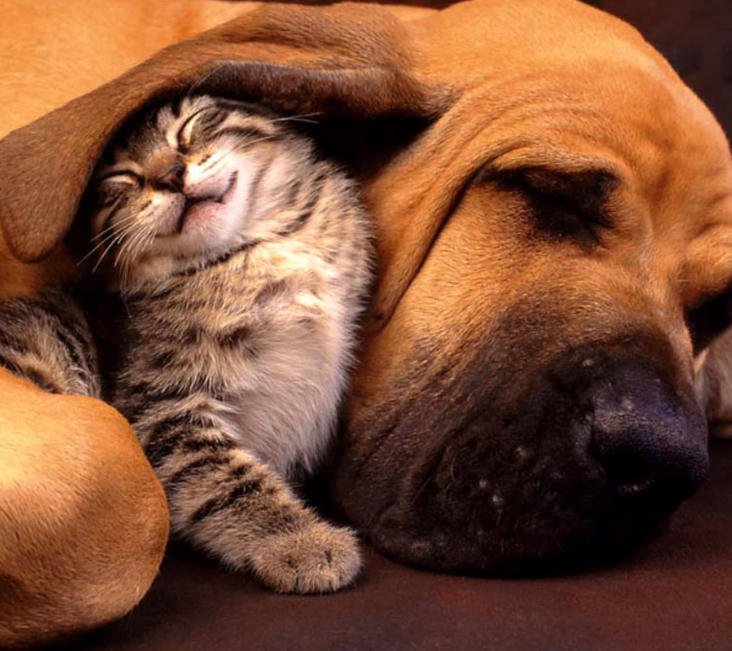Das Cat and Dog Are Te Best Friend Wallpaper 1440x1280